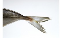 web_16_dec_gettyimages-1204438215.jpg