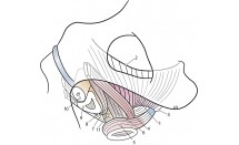 KS664P19.jpg