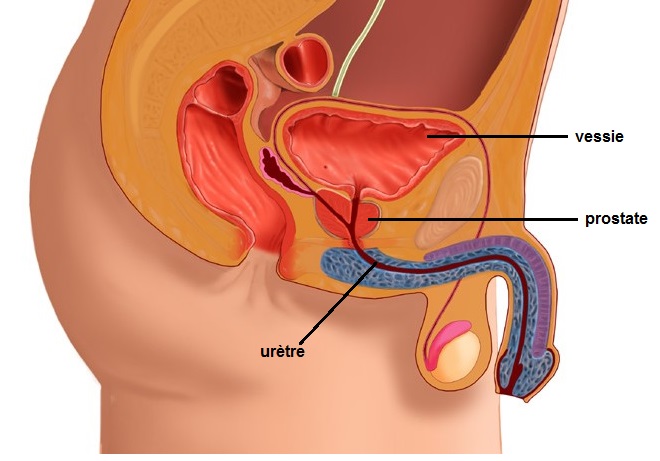 Soukra Kinésithérapie & Amincissement - Rééducation périnéale :  Incontinence Urinaire ( Au repos ou à l'effort ) Fuites urinaires Post  accouchement ( voie basse ou césarienne) Inconfort sexuel . Sont les  signes